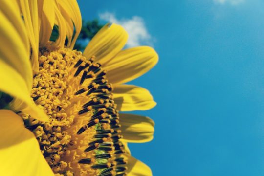 sunflower_1000_mini.jpg